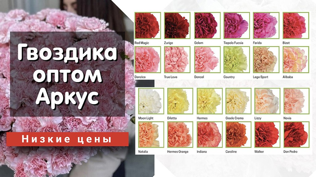 АРКУС | Цветы оптом | Закупка | Наличие 🌷