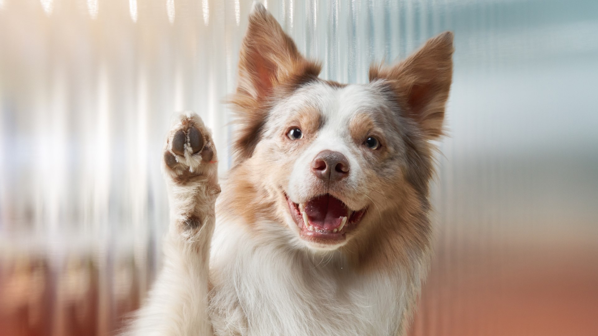 VetCity Clinic