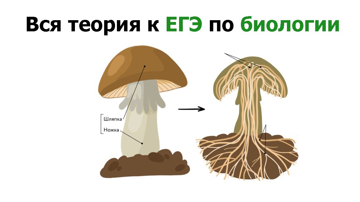 Тамерлан Харди и Артур Вайнберг | Биология ЕГЭ | ЕГЭХАБ